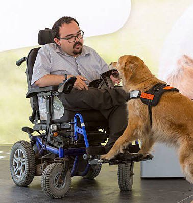 dog assists man in wheelchair with item retrieval